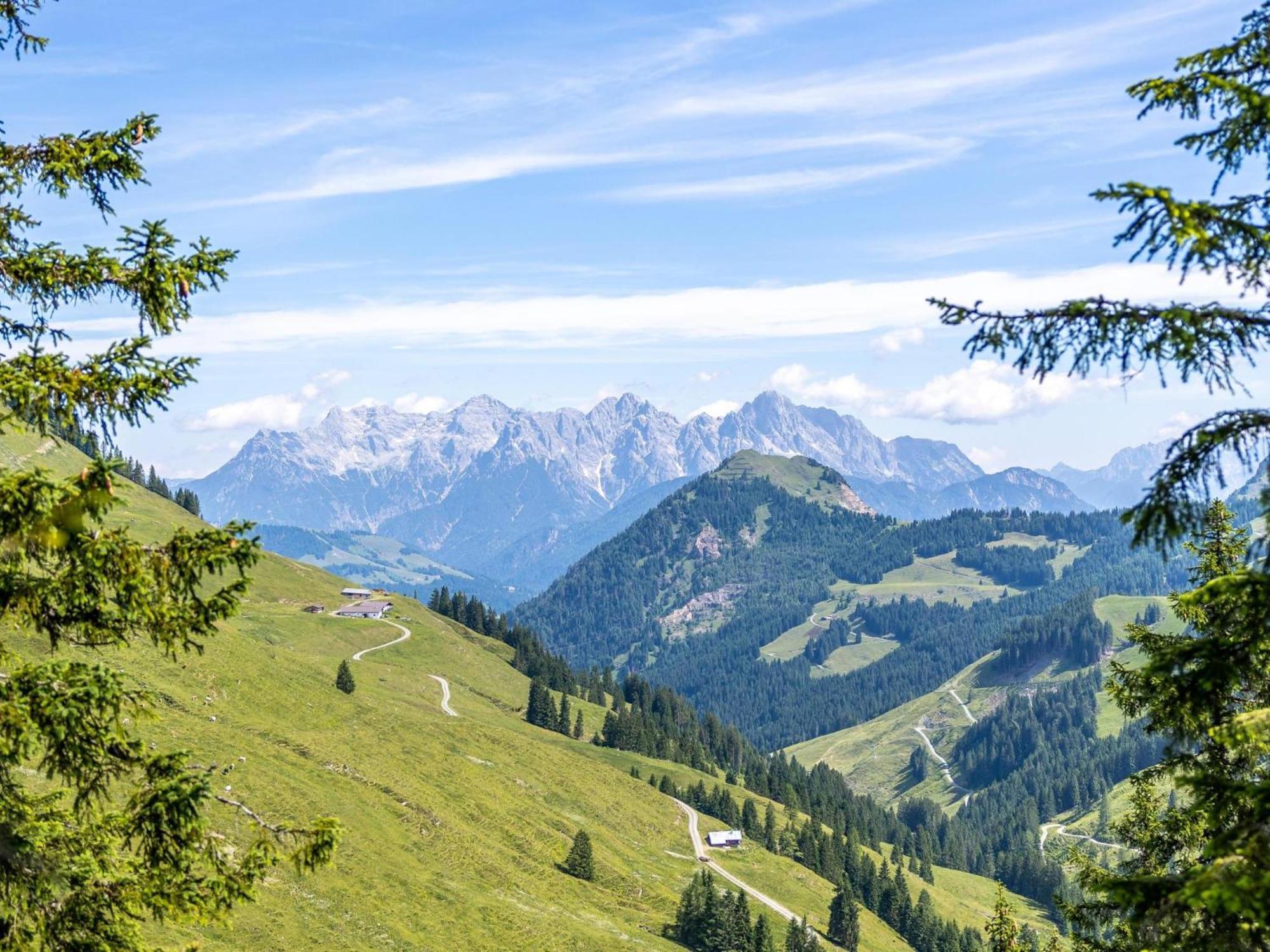 Alpensteinbock C * Saalbach-Hinterglemm